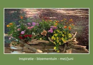 WU-inspiratie-bloementuin mei juni